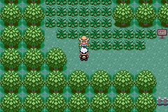 HACK ROM \POKEMON EMERALD HARD MODE